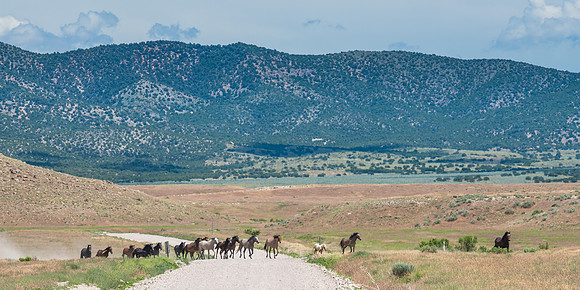 Mustang Crossing