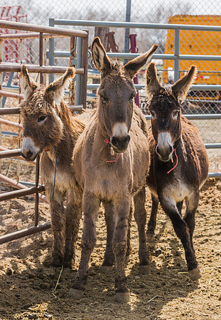 Three Amigos
