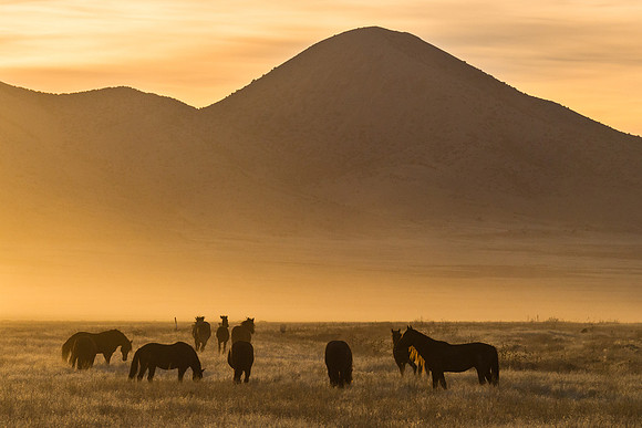 Dusty Silhouette
