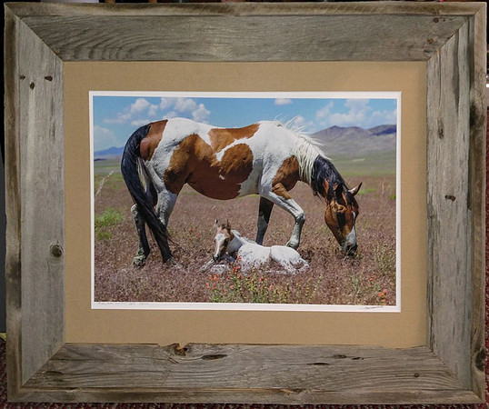 Mustang Mother and Foal