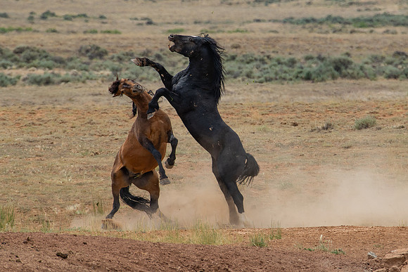 McCullough Peaks Battle