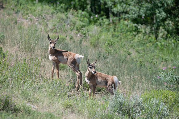 Slough Creek Pronghorn Fawns