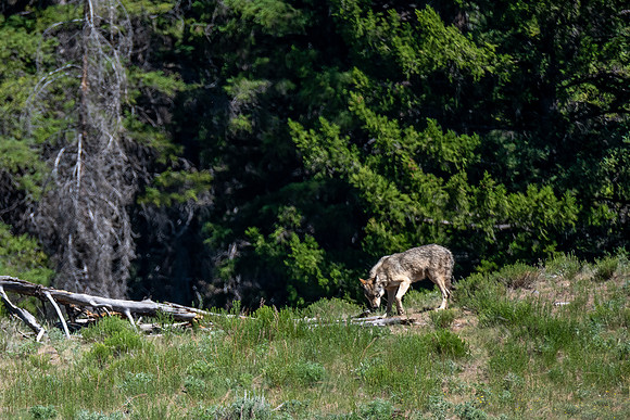 Slough Creek Wolf