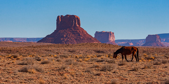 Navajo Horse