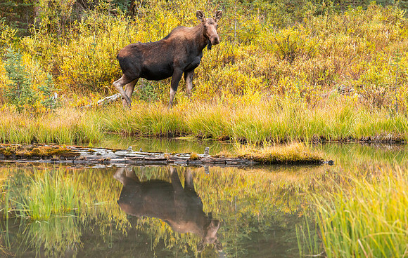 Pironeer Moose Reflection
