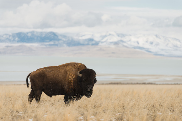 Antelope Island Bison in Winter