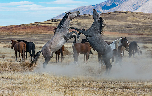The Battle for Dominance