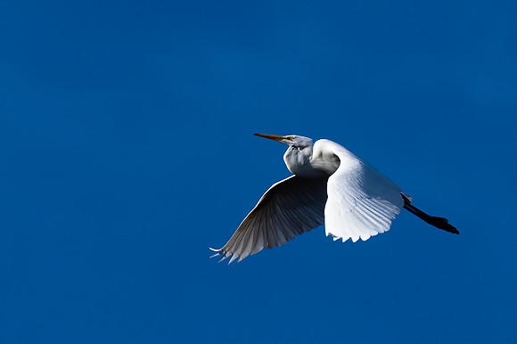 Great Egret Over the Salt River