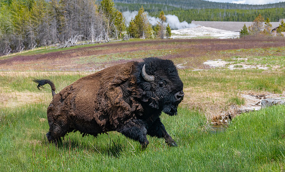 Old Faithful Bison